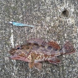 アジングでガシラ